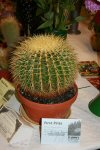 winning cactus
